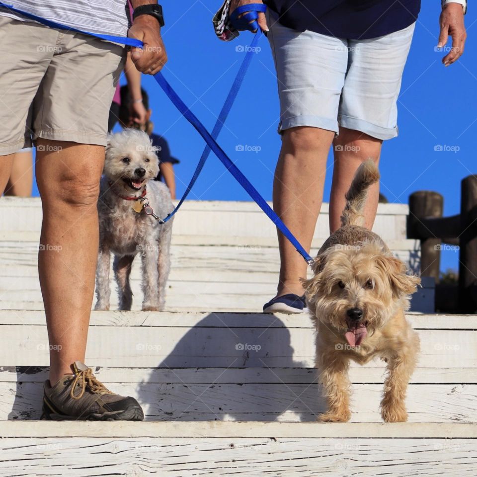 Dogs walking owners at the Beach