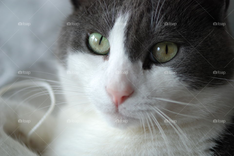 Close-up of a cat