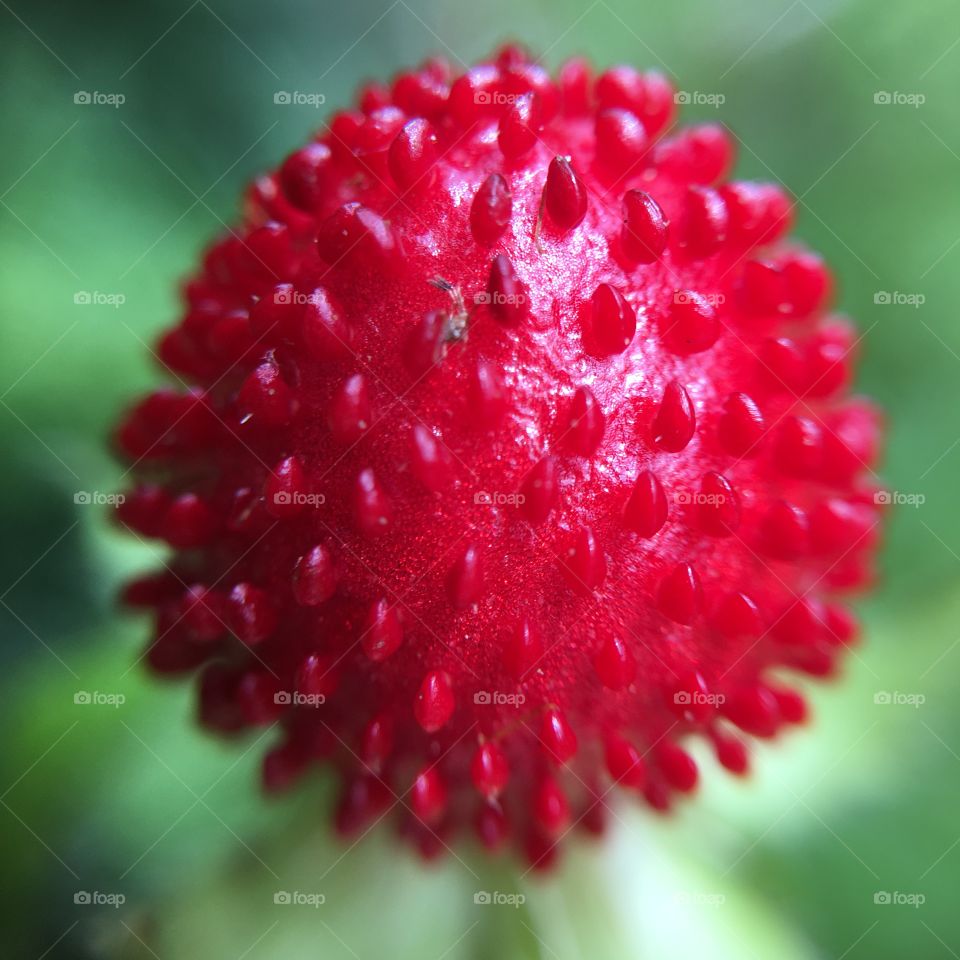 Red fake fruit 