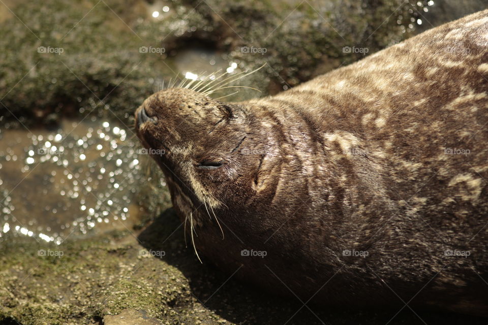 Sea lion
