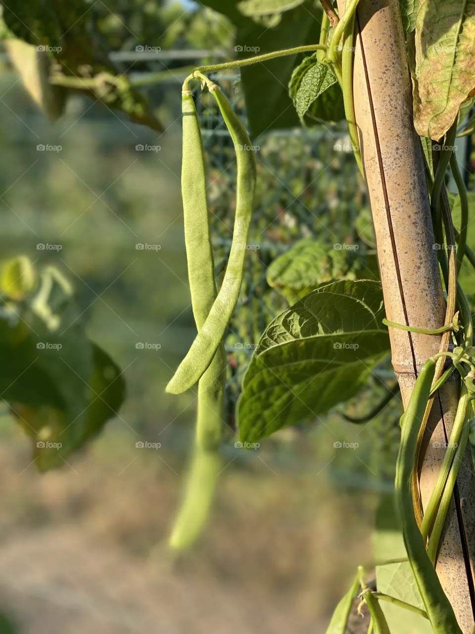 Green Beans on a beans plant 