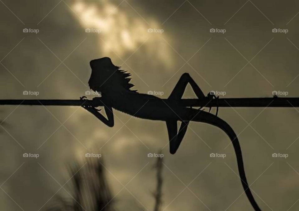 Mr Lizard enjoying the evening