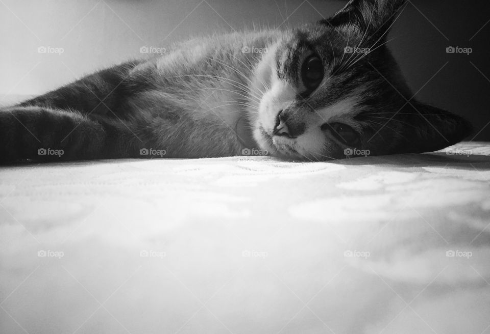 Cat lying looking at the camera