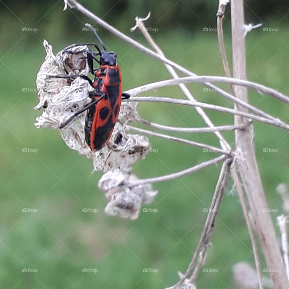 red and black firebug on dry  seeds of lavatera