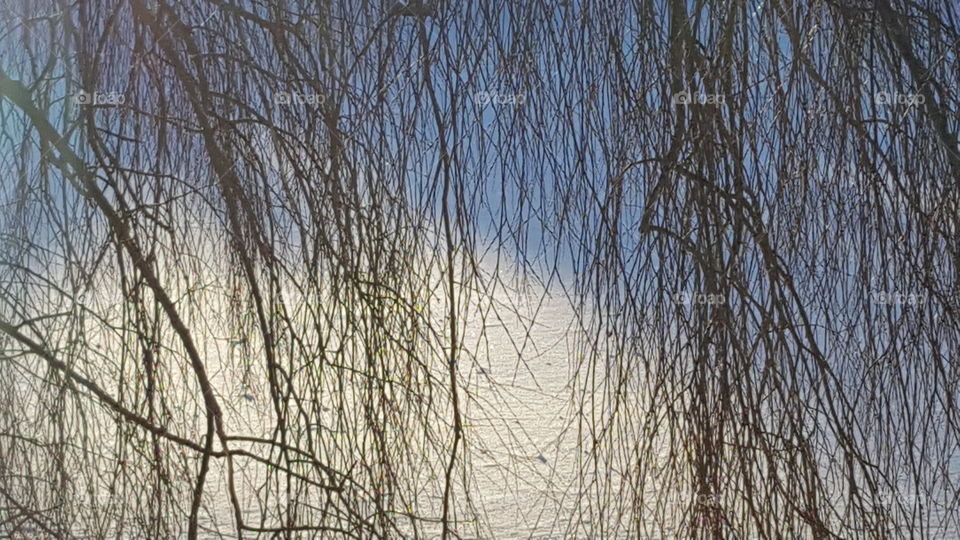 branches hanging down