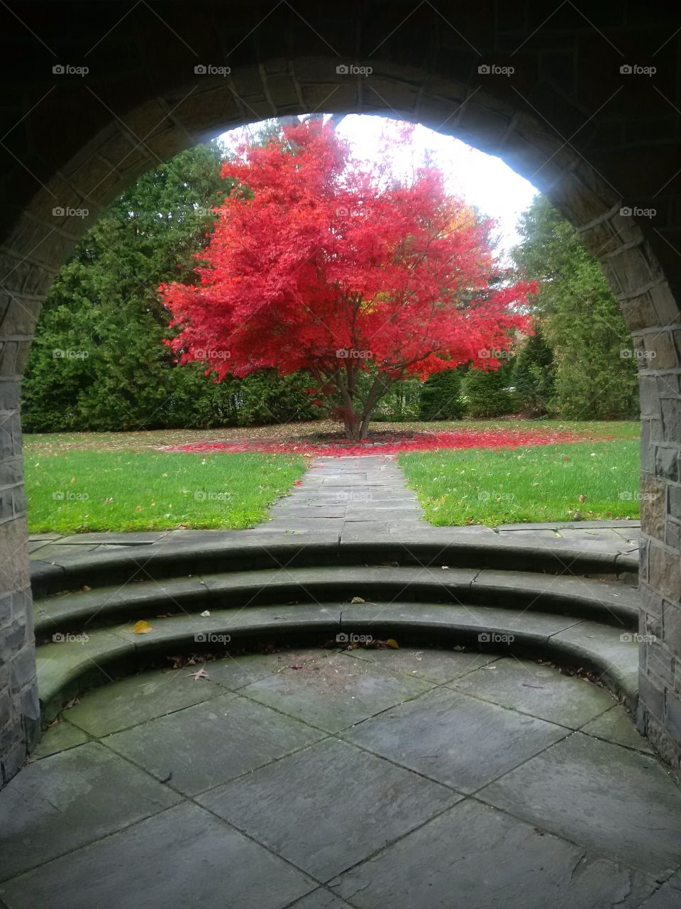 Japanese maple