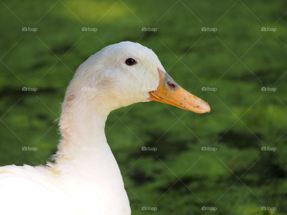 duck