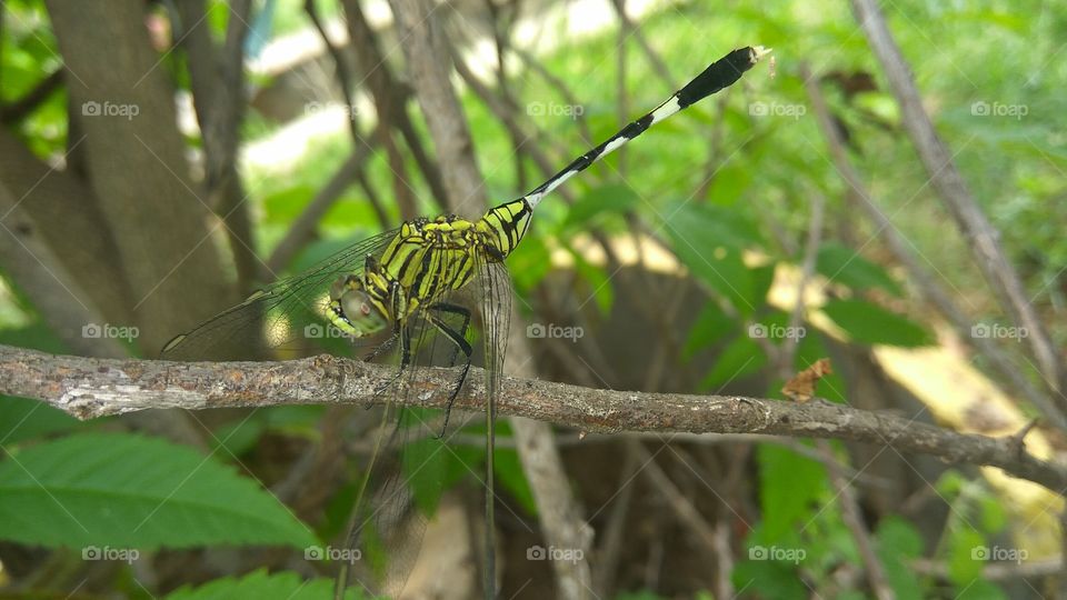 Lovely dragonfly stay at branch