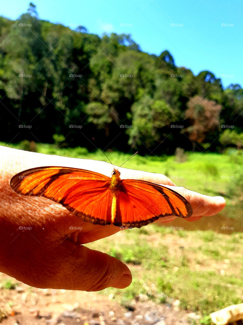 A delicadeza de uma borboleta que posou em minha mão como se quisesse me levar para passear e curtir a natureza