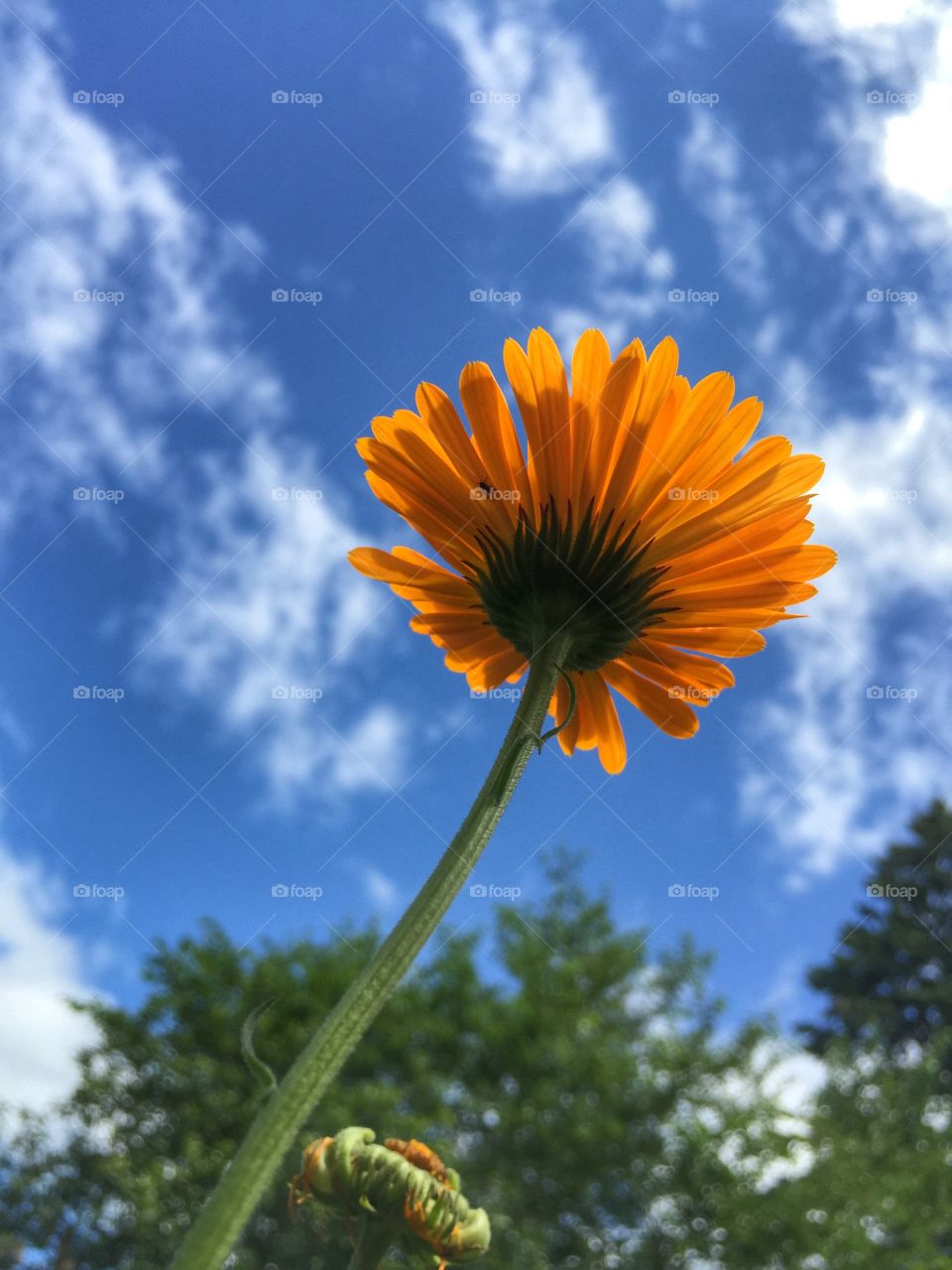 Flower in the Summer Sky