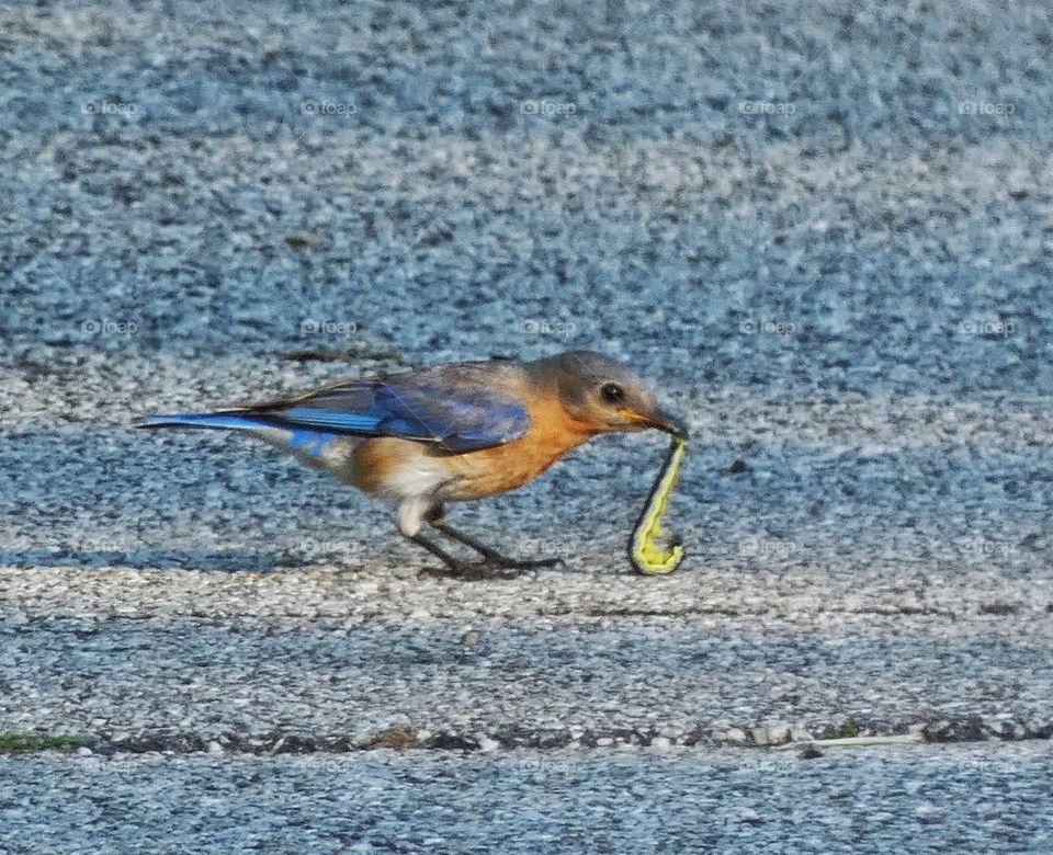 bluebird grabbing a snack