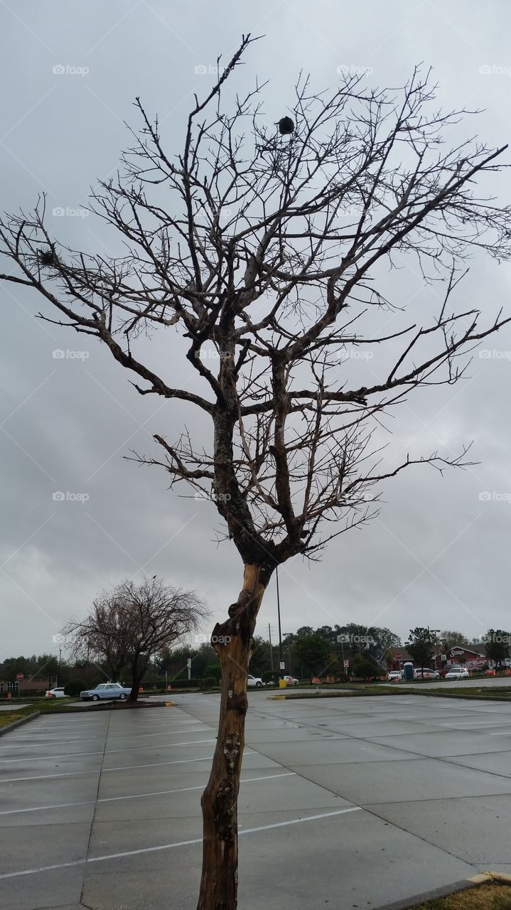 dried tree, parking lot,  cloudy sky