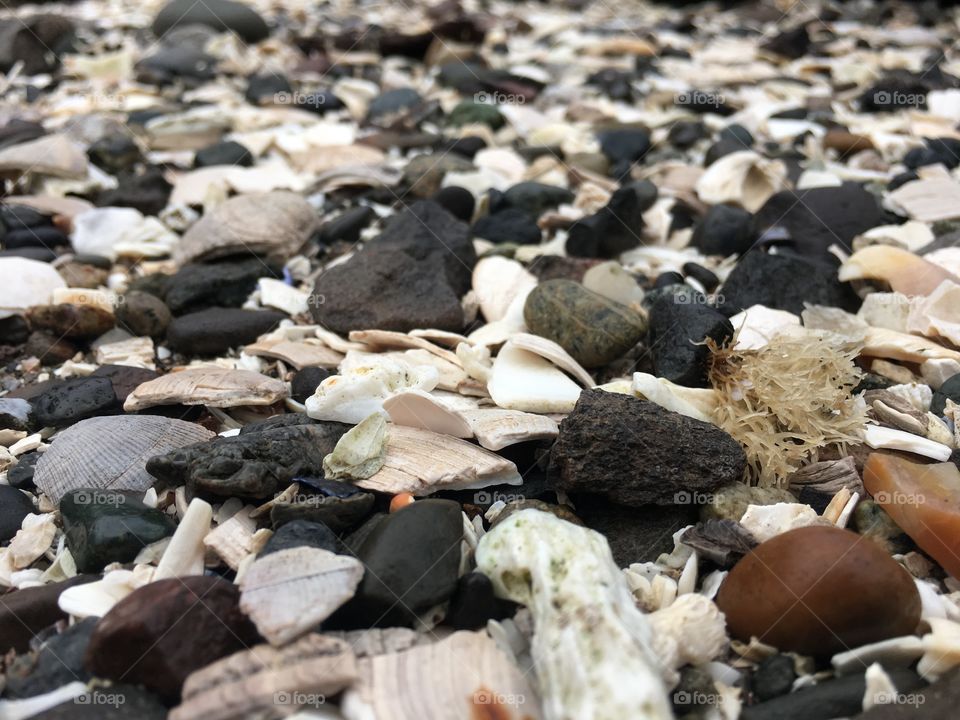 Shells on the Shore