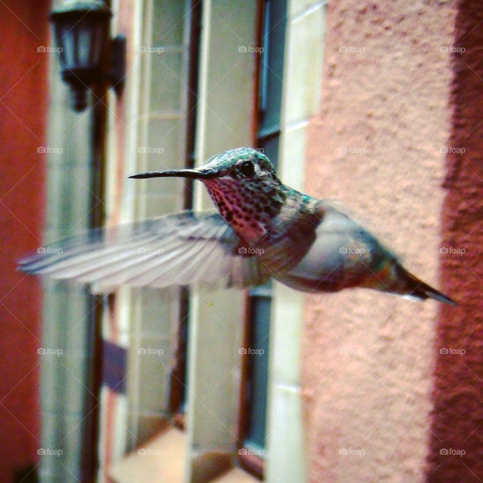 Hummingbird in flight in Colorado Springs, Colorado.