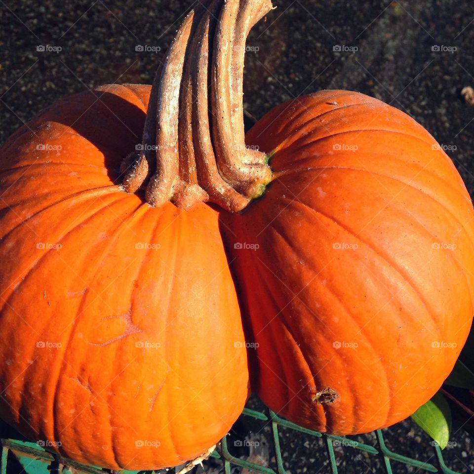 Close-up of a pumpkin 