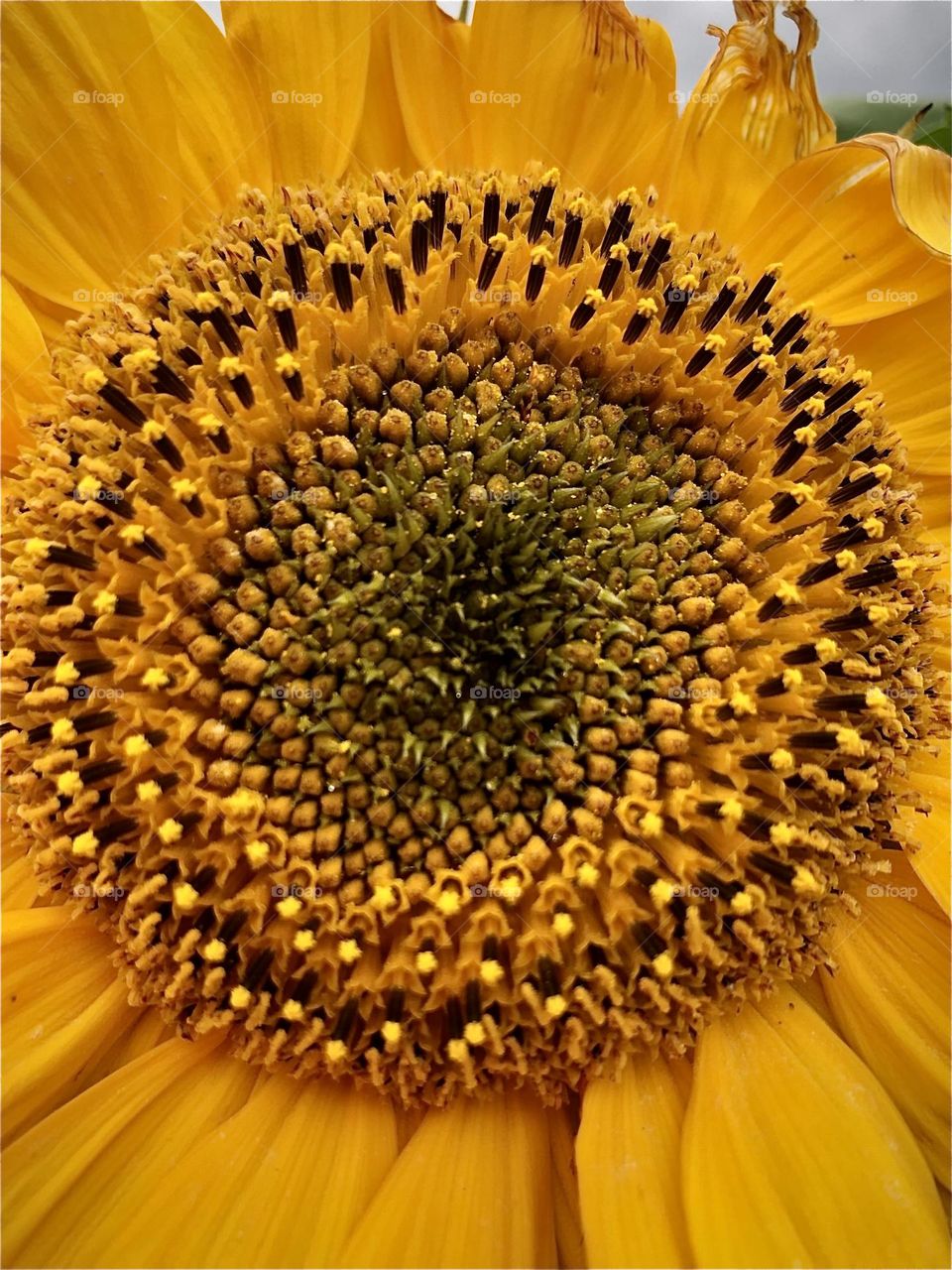 Sunflower