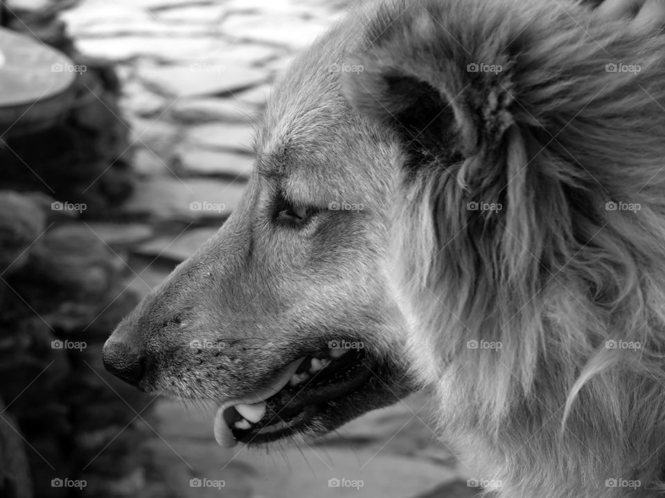 Black and white  close-up of dog head in Fataga, Las Palmas, Spain.