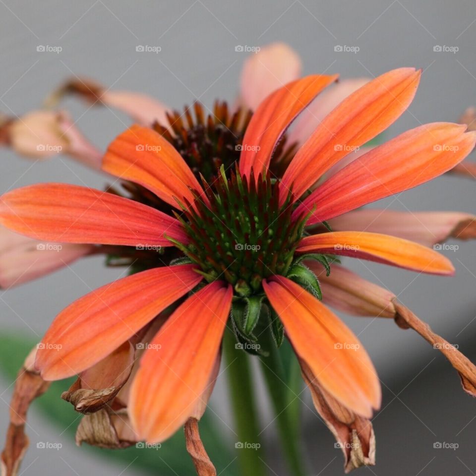 Coneflower