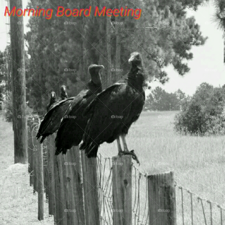 Board Meeting