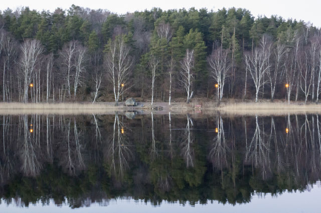 Forest reflections in the lake 
