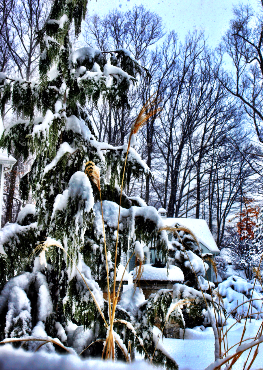 new york snow winter tree by wfullerton