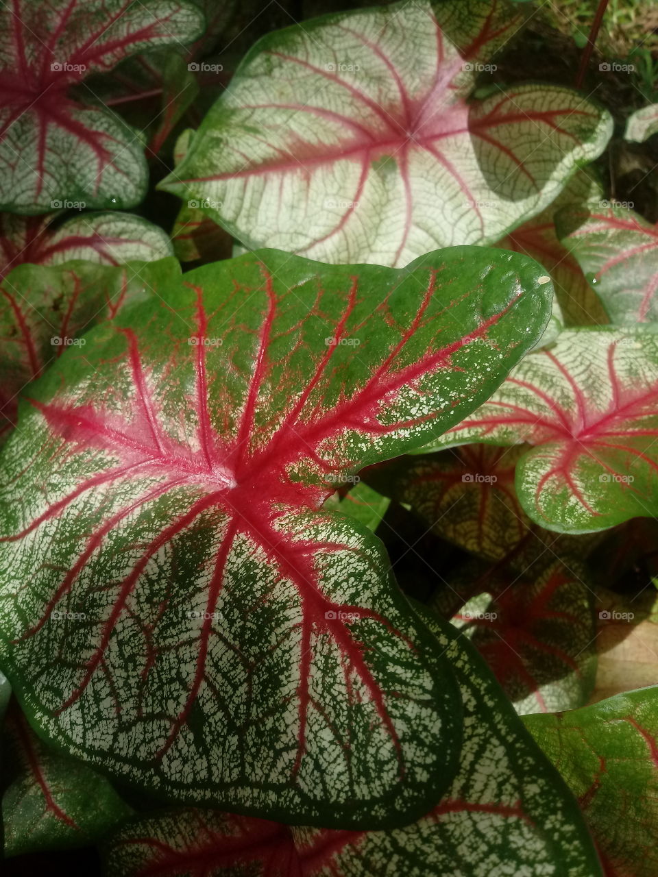 PLANT, GARDEN, LEAVES, FLOWERS, ENVIRONMENT.