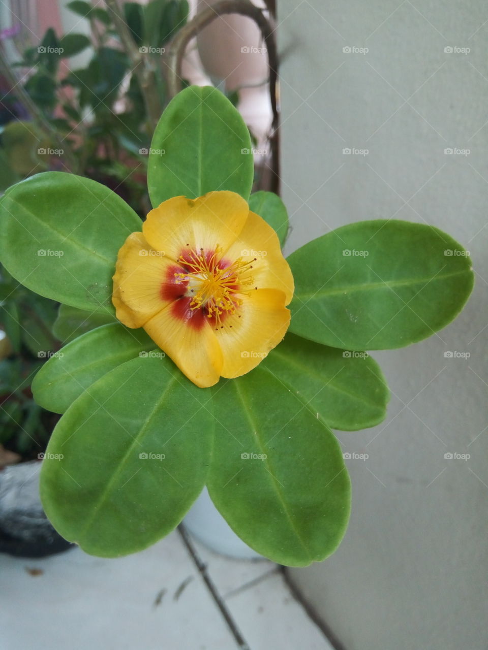 Nature, Leaf, No Person, Flora, Flower