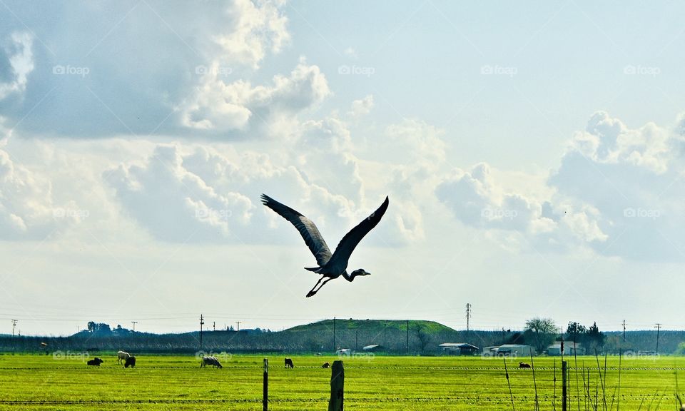 The common crane in California 