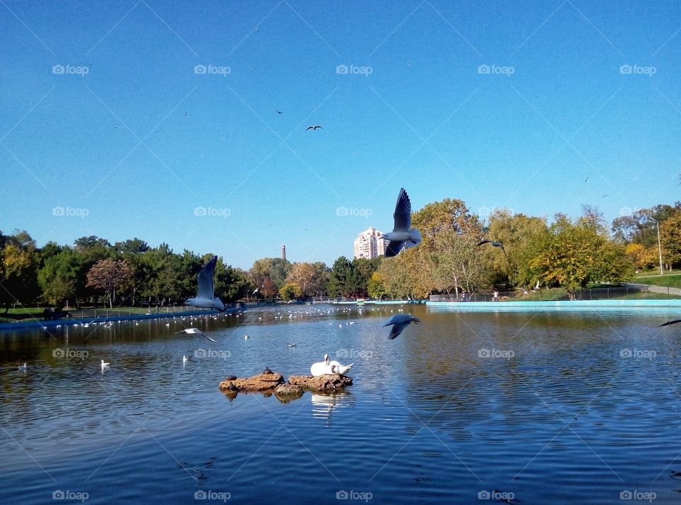 swan and gull on the lake odessa лебедь и чайки на озере