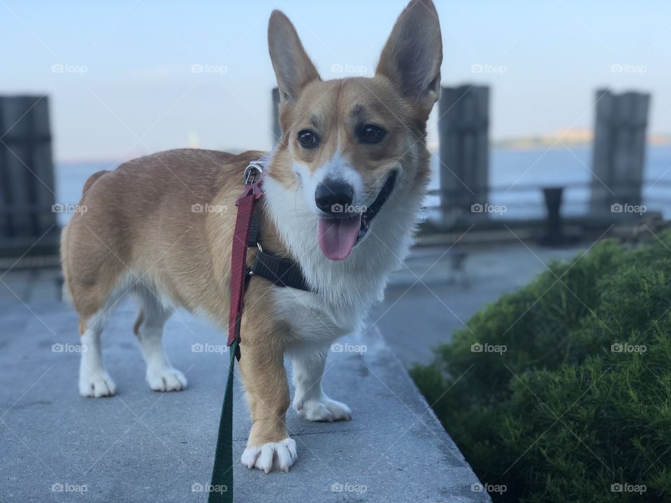 Corgi Smiles