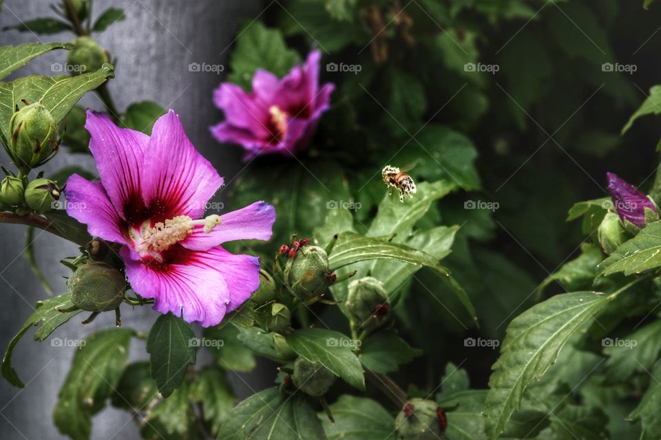Bee flying to hibiscus flower