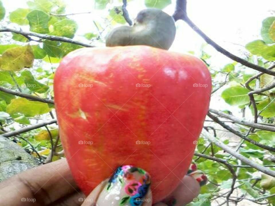 cashew fruit