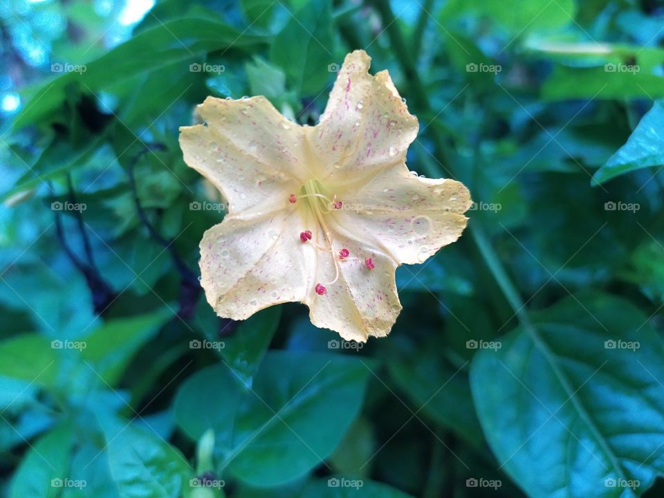 yellow flower with little little rain drops on it