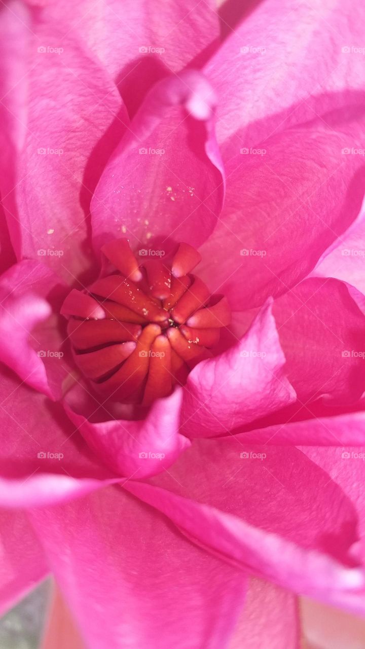 macro photo of a red water lily