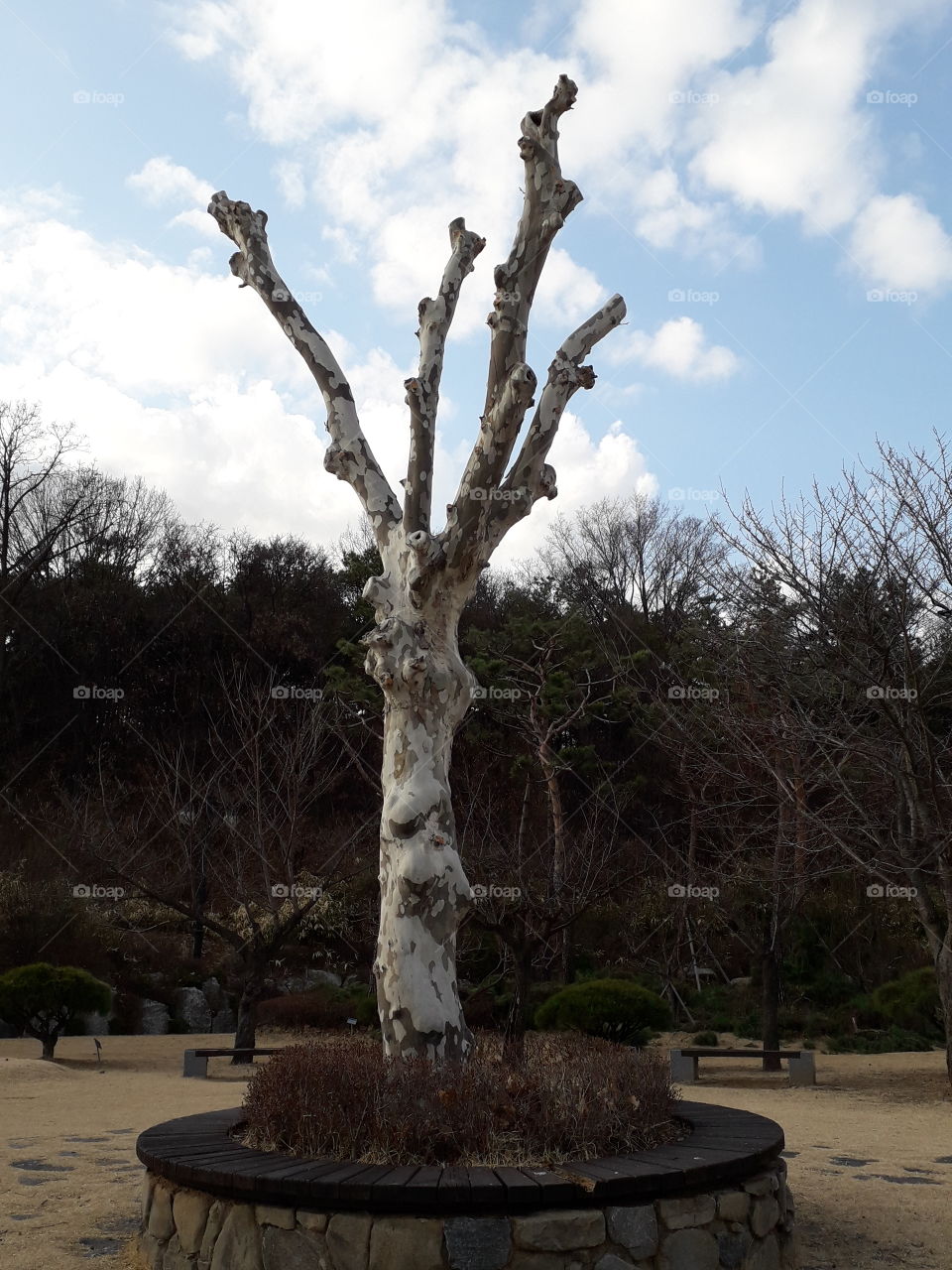 Naked tree in the park south korea