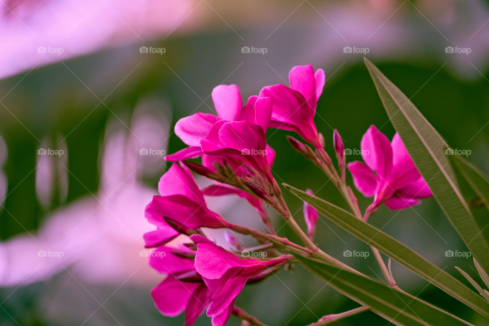 Floral photography - Blooming Oleander - Petals Pattern