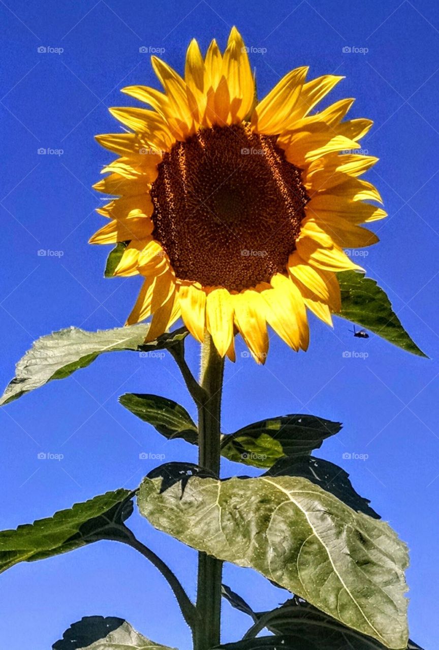 happy sunflowers