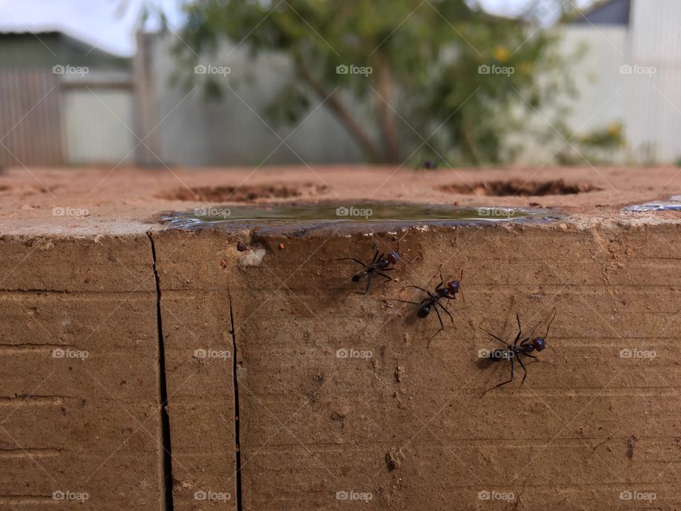 Three large ants on old brick