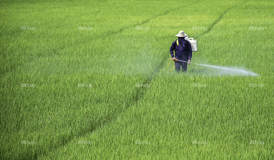 Farmers are spraying crops in a green field.