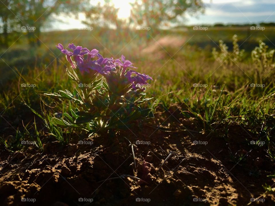 Desert wildflower 