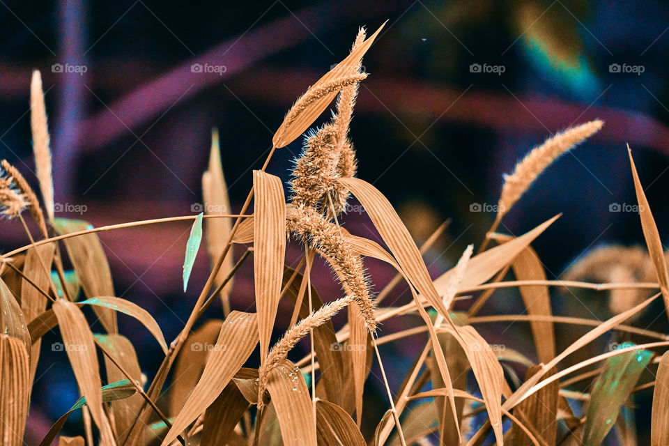 Grass  blade  - brown shade  - autumn