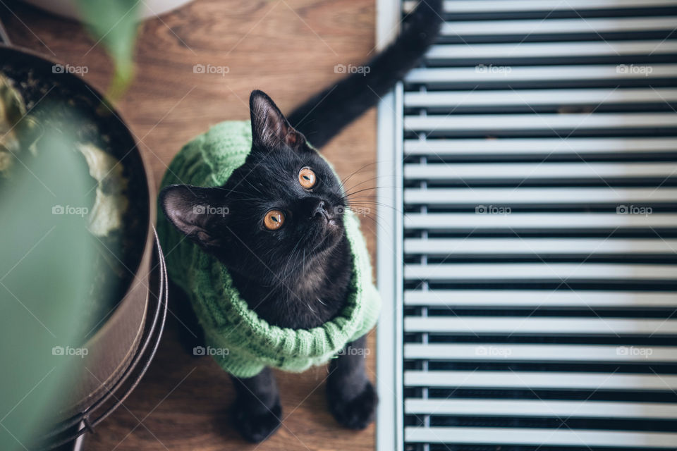 Cute kitty in costume