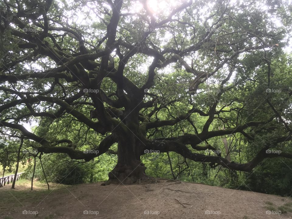 L ‘ albero delle streghe 