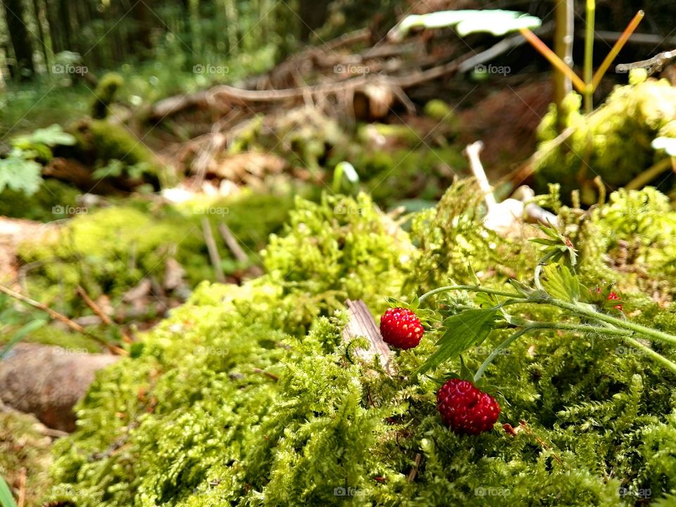 Wild strawberries in the woods