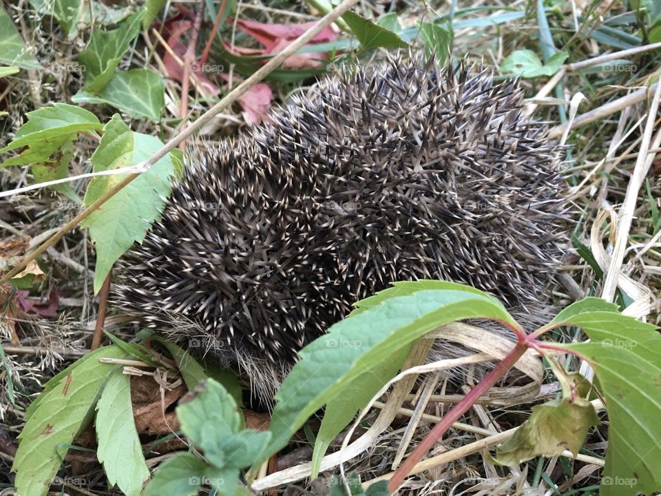 Ball hedgehog in garden