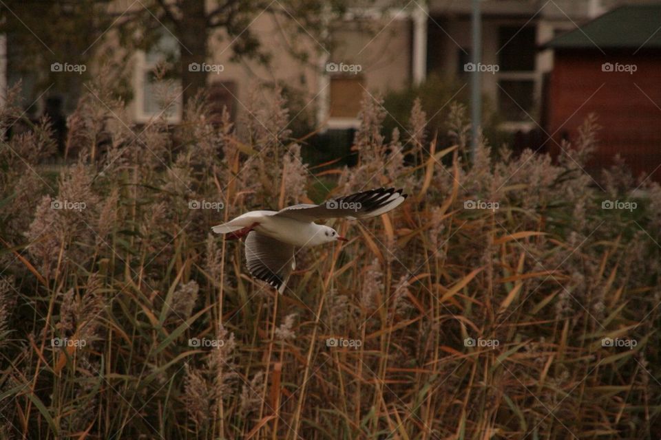 Seagul doing a flyby