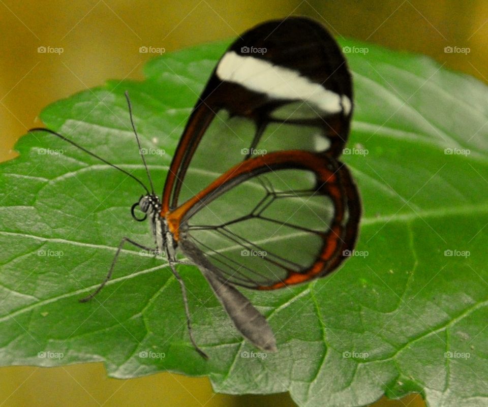 Transparent butterfly 