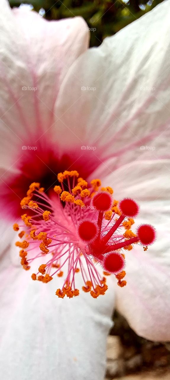 close up flower