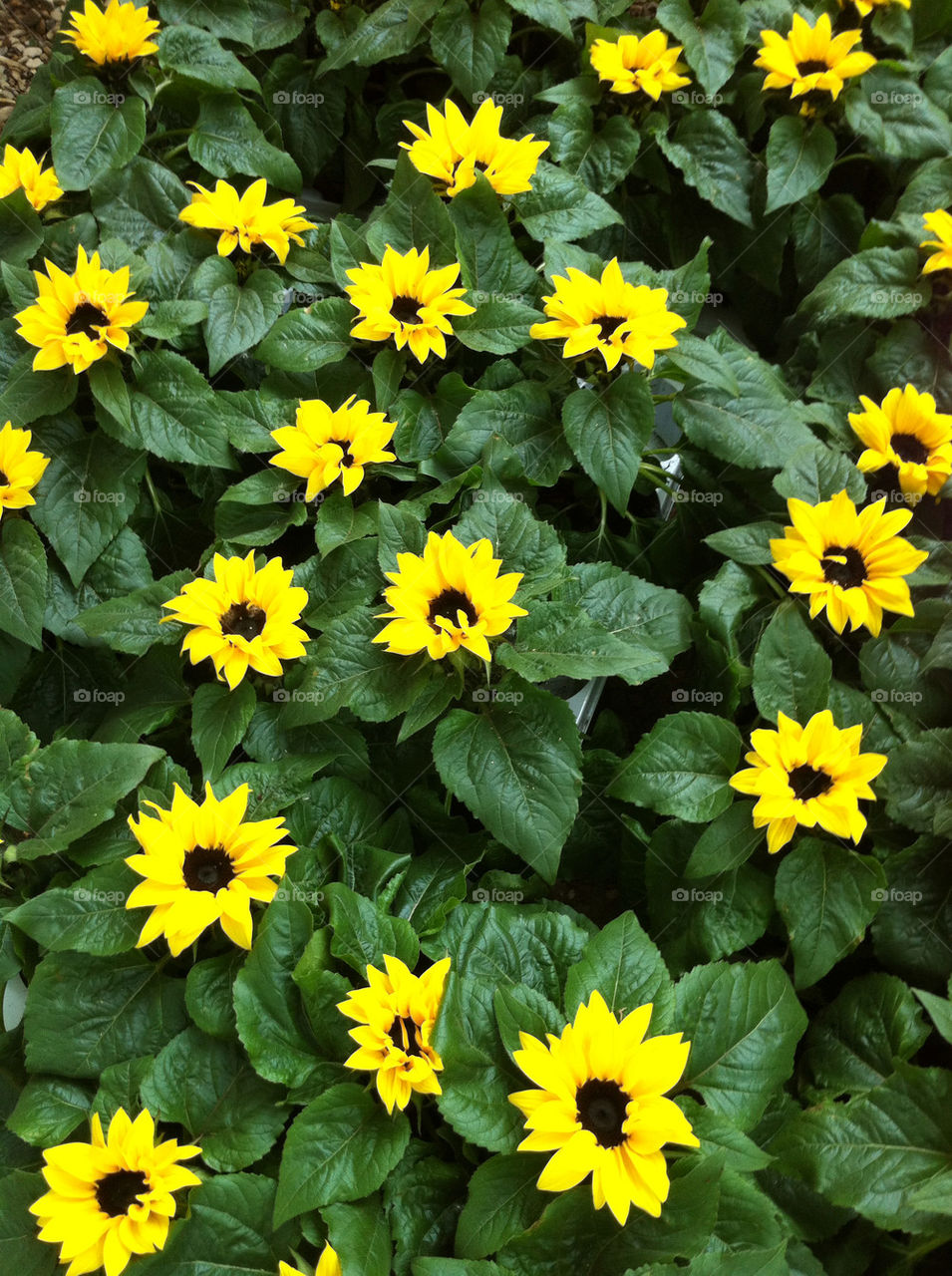 green flowers italy yellow by aledigangi