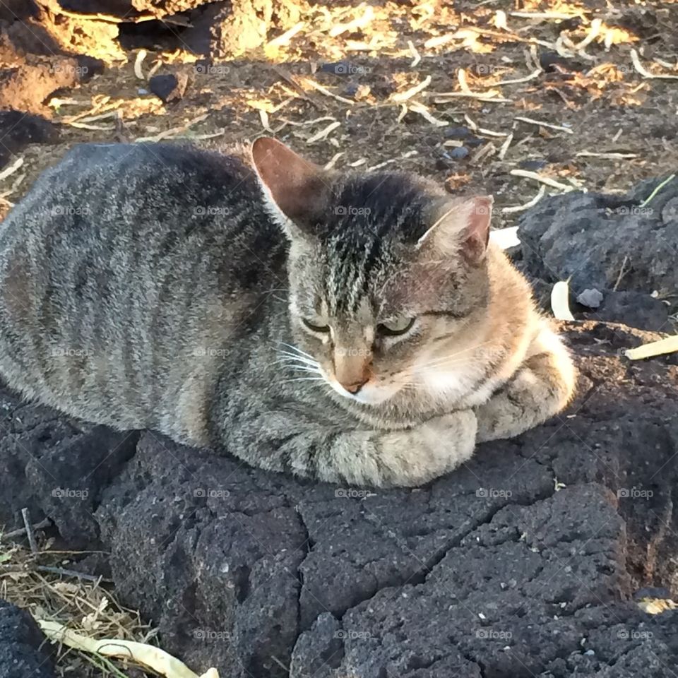 Lava cat
